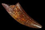 Fossil Carcharodontosaurus Tooth - Real Dinosaur Tooth #159449-1